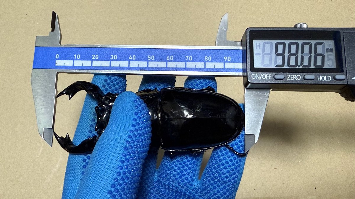 BE-KUWA 97号 第25回クワガタ飼育レコードコンテストにおいて、タランドゥス98.0ｍｍのレコード認定をいただきました。