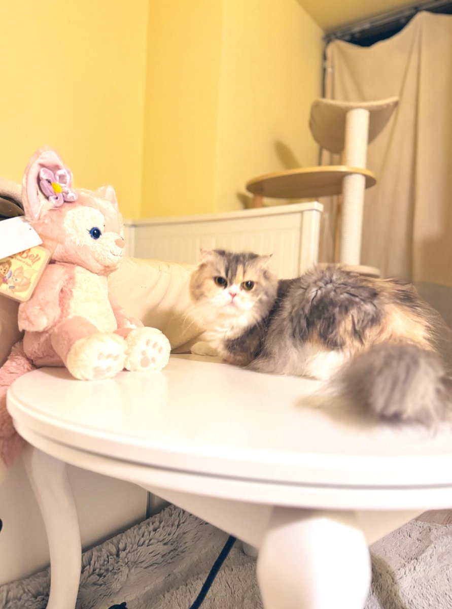 茶々寧々ママ(RT専用) (@chacha0515nene) / Posts / X