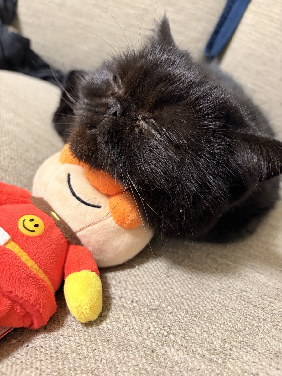 うに様へ♥4/23 甘えん坊エキゾのうに (@uni2018223) / Posts / X