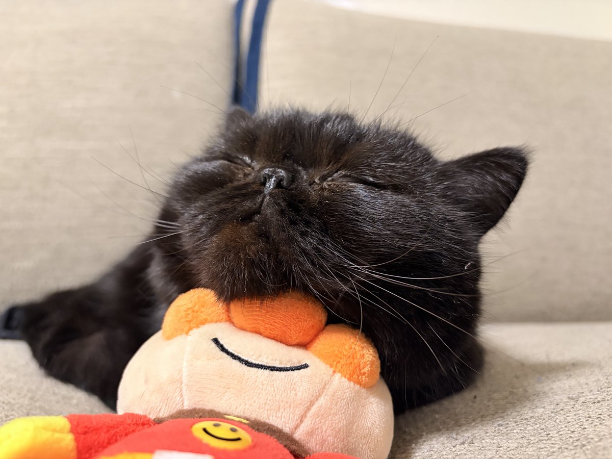 甘えん坊エキゾのうに (@uni2018223) / Posts / X