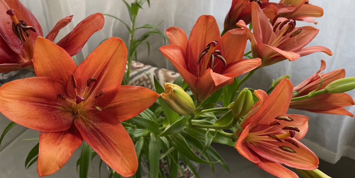 Ijoury_'s tweet image. Lilies🌺🌸🌼