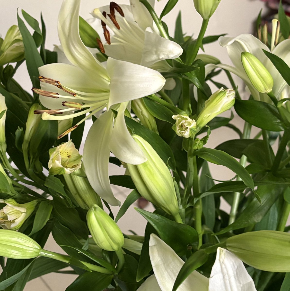 Lilies🌺🌸🌼