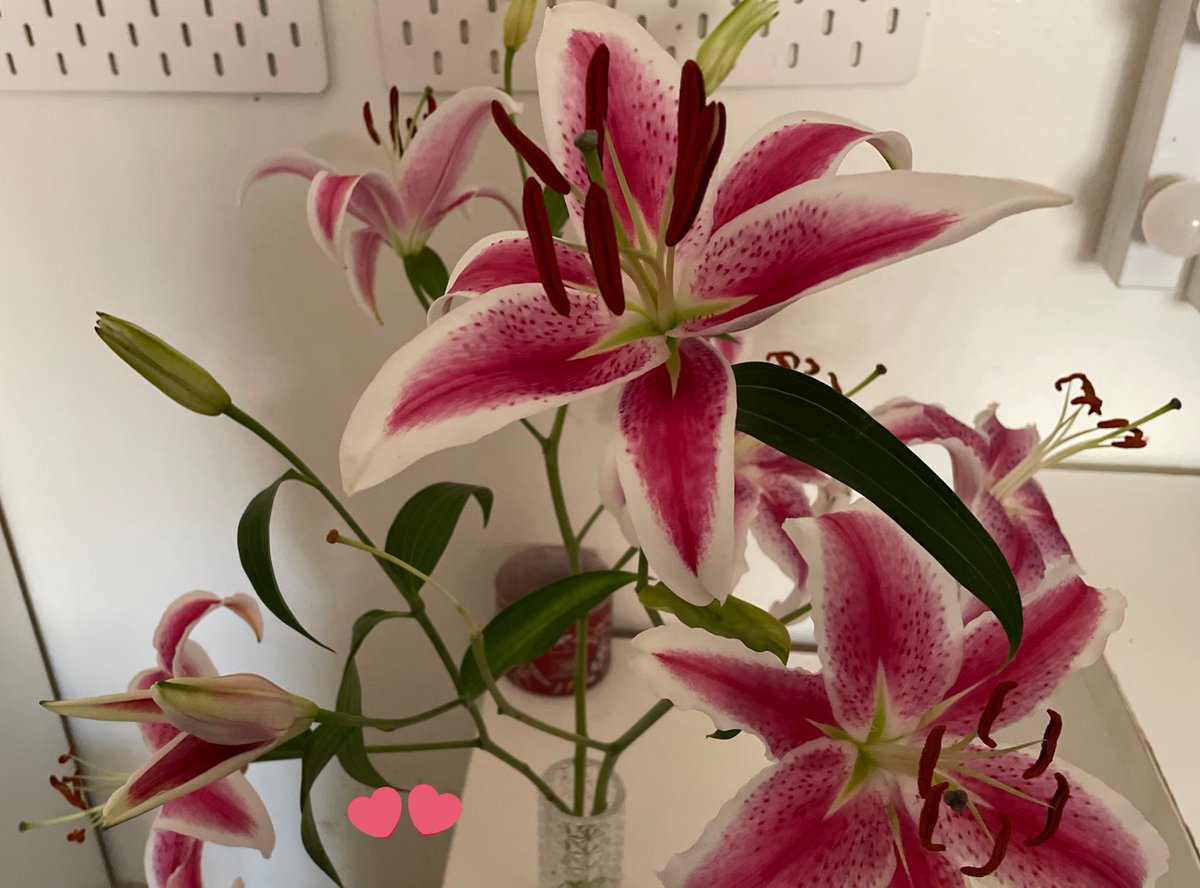 Ijoury_'s tweet image. Lilies🌺🌸🌼