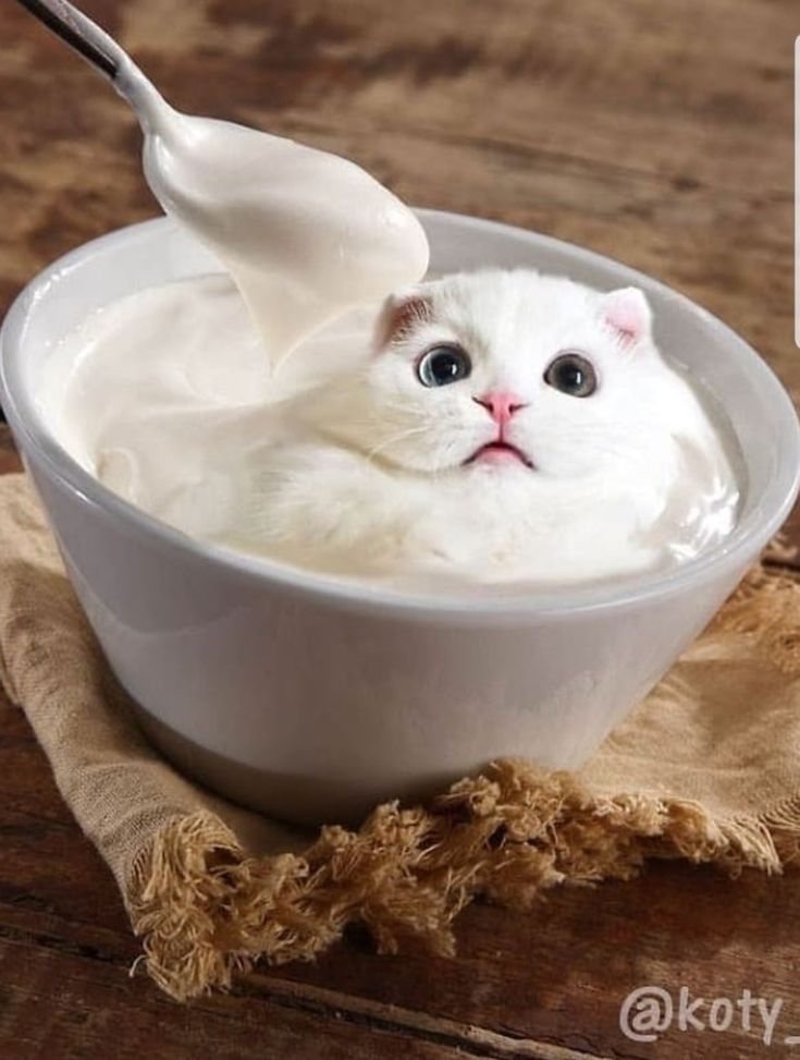 EasyCat (@rl_easycat) on Twitter photo 