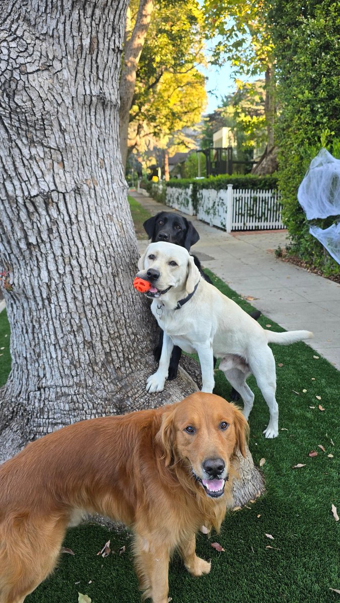 Have a Tree-mendous day 🌳