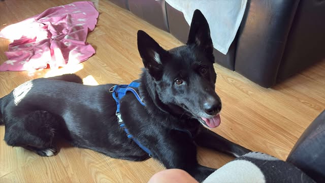 Missing Pets GB (@missingpetsgb) on Twitter photo 🐕 HARLEY MISSING WITH LEAD ATTACHED SINCE 15 October 2025 from HAVERHILL #ESSEX #CB9
HARLEY is a black german shepherd with white paws and chest, and was wearing yellow black training collar and chain lead.
DO NOT CHASE!!! 🐕 HARLEY MISSING WITH LEAD ATTACHED SINCE 15 October 2025 from HAVERHILL #ESSEX #CB9
HARLEY is a black german shepherd with white paws and chest, and was wearing yellow black training collar and chain lead.
DO NOT CHASE!!!