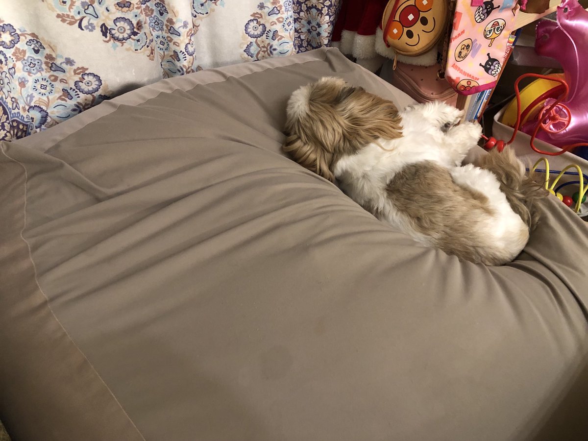 シーズー まる子 on X