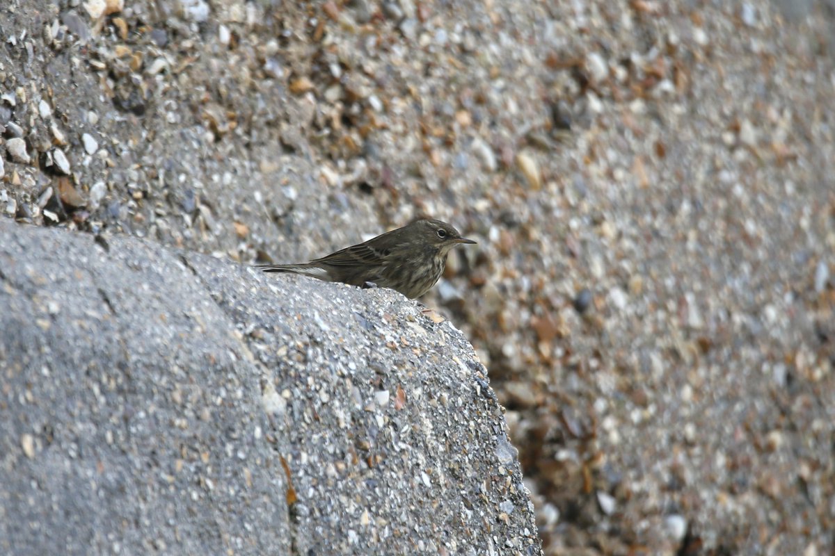 Three Sanderlings and two Rock Pipits around Selsey Bill mid-afternoon. <a href="/SelseyBirder/">Selsey Birder</a>
