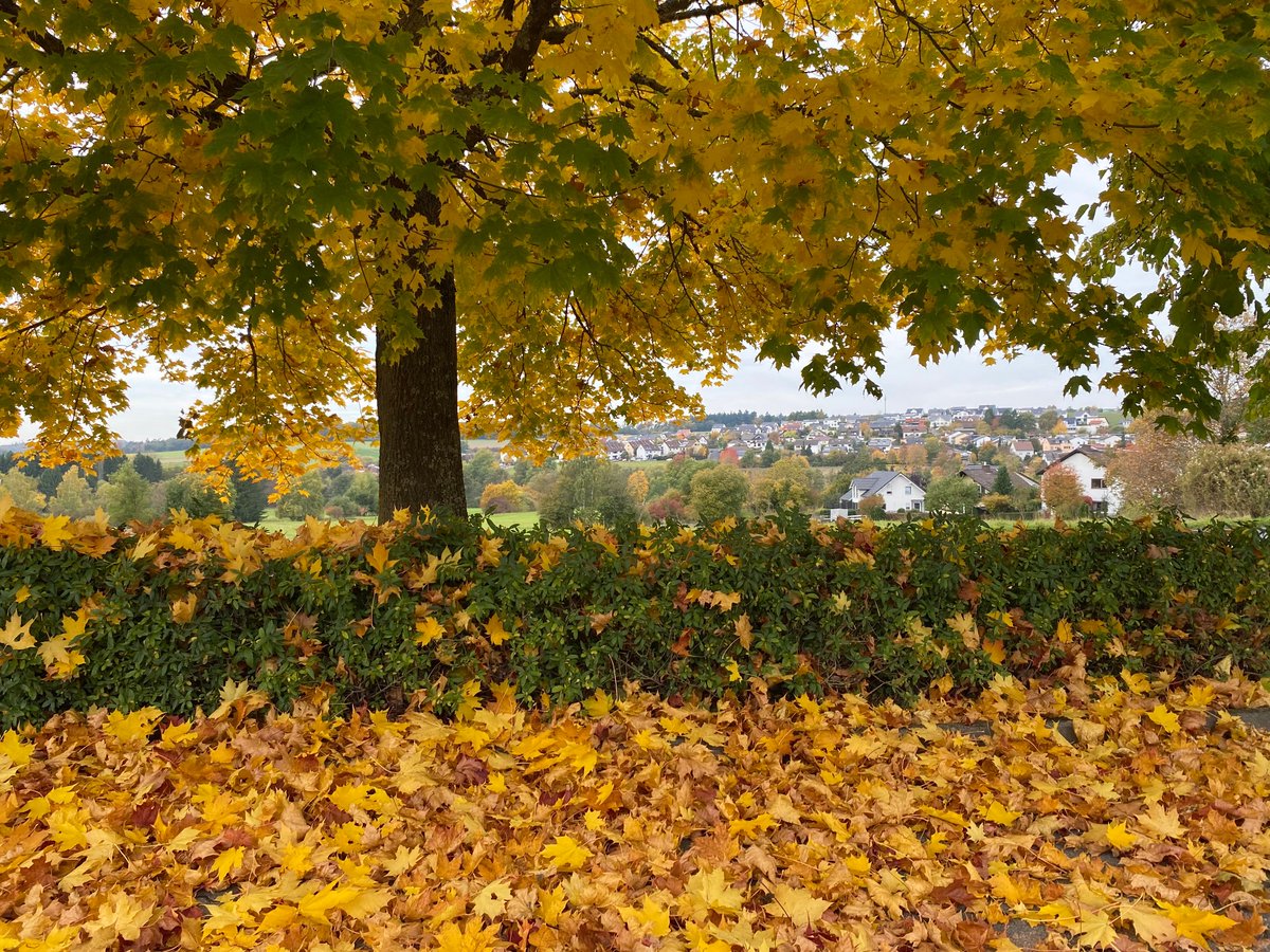 wetter_x's tweet image. Der #Spätherbst beginnt, sobald sich das Laub vom Ahorn herbstlich verfärbt u. viele andere Laubgehölze ihre Blätter abwerfen. Winterraps u. Wintergetreide verleihen den Feldern noch einmal einen grünen Schimmer, bevor die Vegetation in die Vegetationsruhe kommt.

Taunus #Hessen