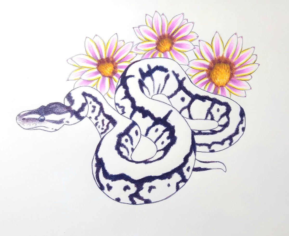 AngeladerisoA's tweet image. Worked on the Gazania flowers. Still not quite happy with the center of the flowers just yet. #gazanias #ballpythonlove #ballpythonmorphs #ballpythonmorphsofinstagram #coloredpencildrawing #coloredpencilart #coloredpencilartist #petartist #petportraits