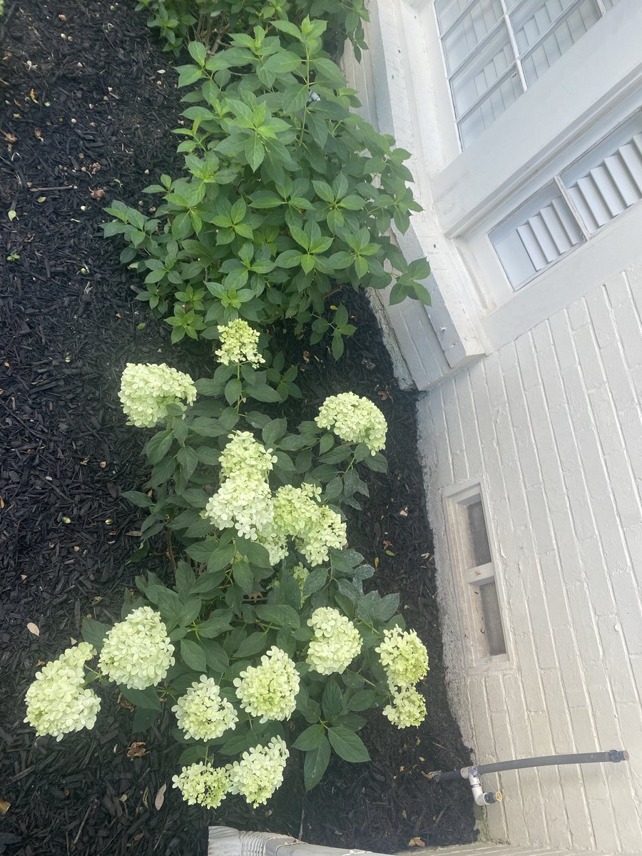 Victory_Turf's tweet image. These limelight hydrangeas were planted at the same time in late August. The one on the bottom catches a breeze from the crawl space fan. Is it simply the slight difference in temperature that caused this massive difference in vigor?
