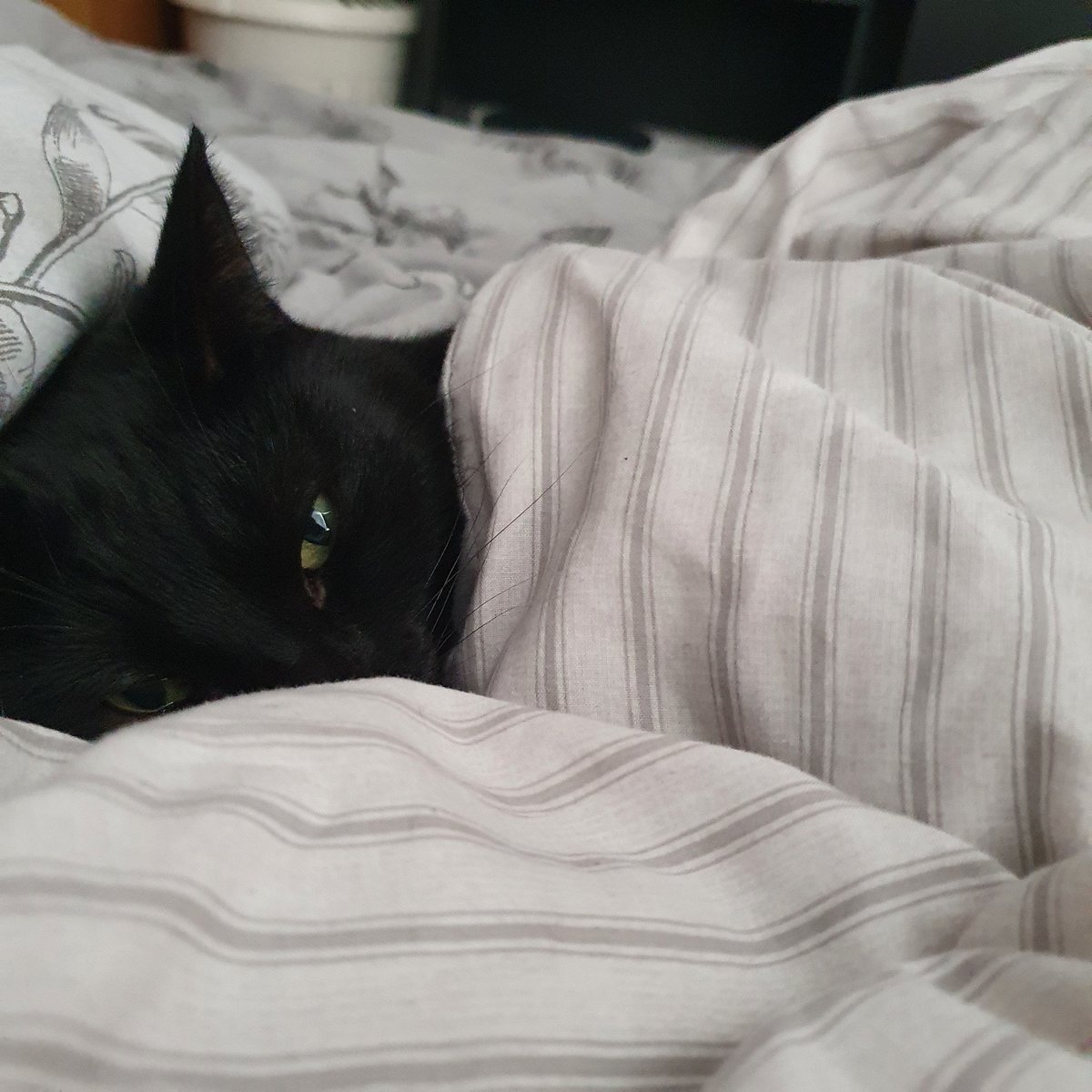 Black Cats Gaming tweet media