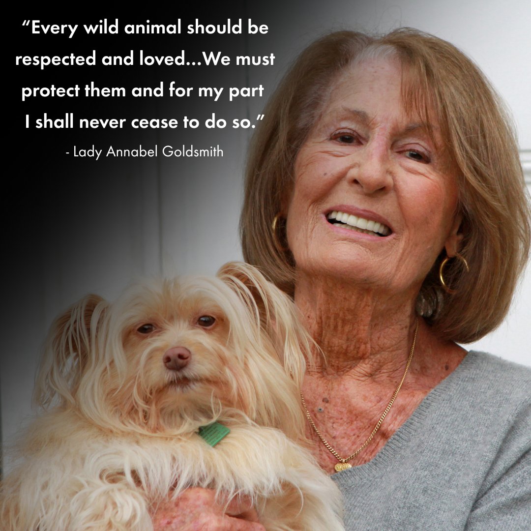 We pay tribute to Lady Annabel Goldsmith. She was a dedicated and generous supporter of World Animal Protection for over 20 years. We are incredibly grateful for her kindness and long-standing commitment to protecting animals: bit.ly/48FETgq