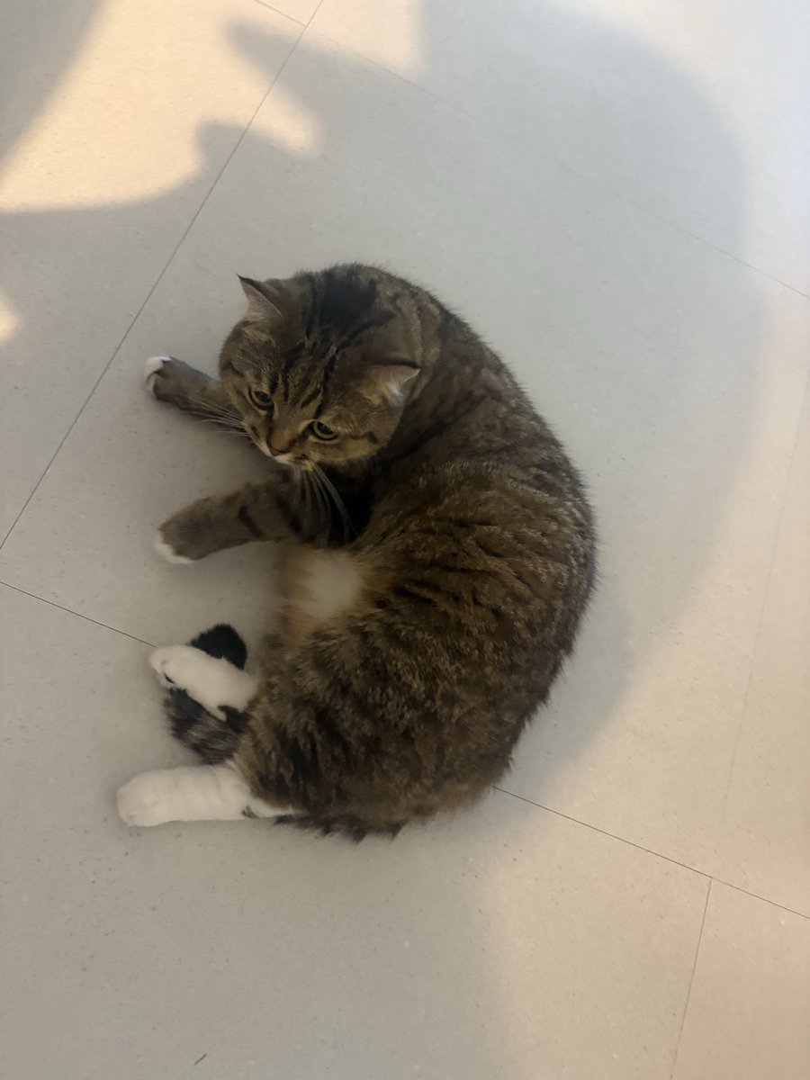 고양이 녹아부려따~