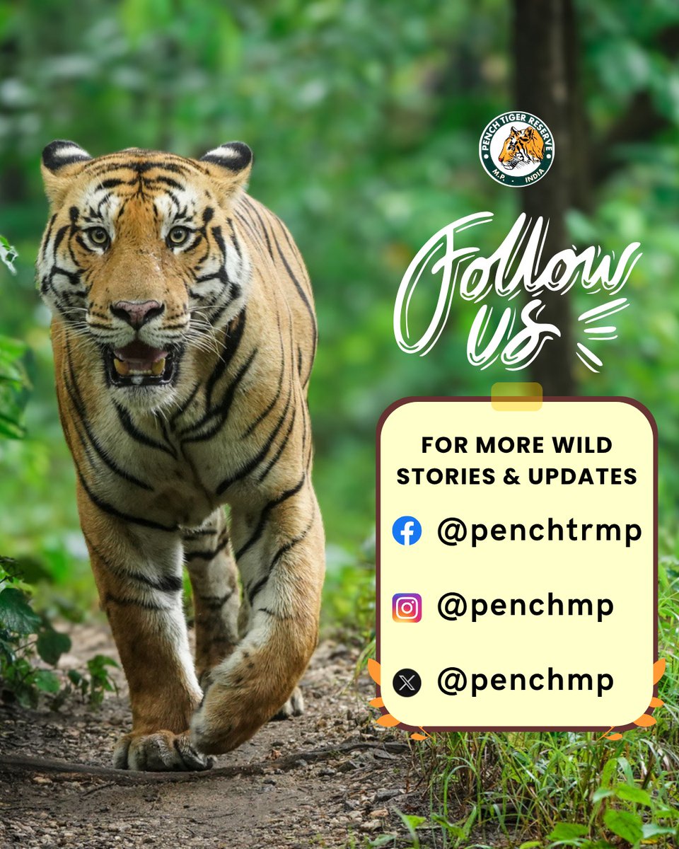 Stay connected with Pench Tiger Reserve where nature speaks in silence.
Follow us for updates, stories, and glimpses of the wild. 🌿

#penchtigerreserve #wildlifeconservation
