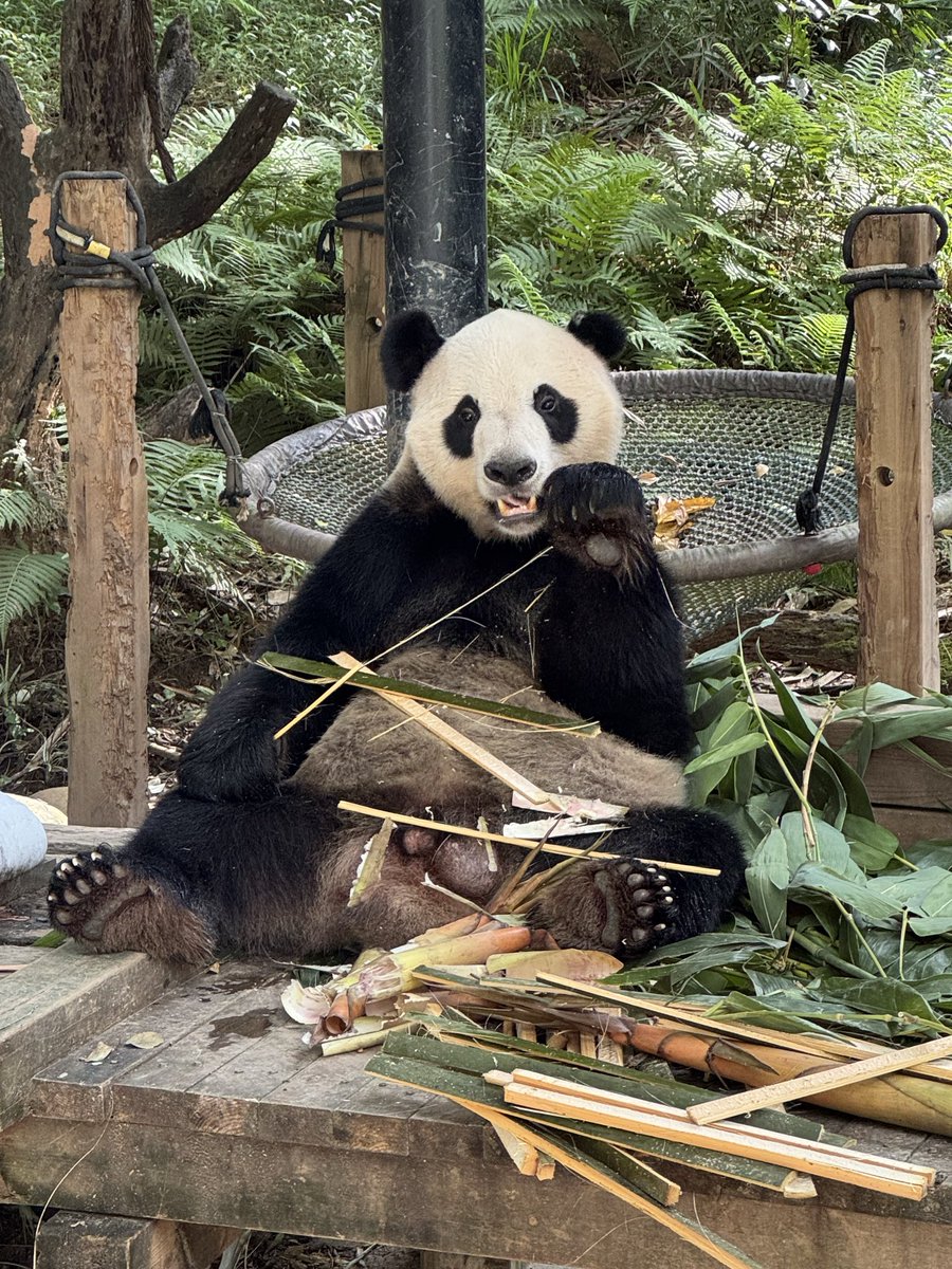 pandas_fr's tweet image. 🐼 🇨🇳 Le mâle Ai Ai (爱爱), 9 ans, ce lundi 20 octobre au parc de #Chimelong.
Lui et son frère jumeau Qin Qin (亲亲) sont nés au parc de Chimelong le 9 octobre 2016.
📸 Jérôme POUILLE / panda.fr