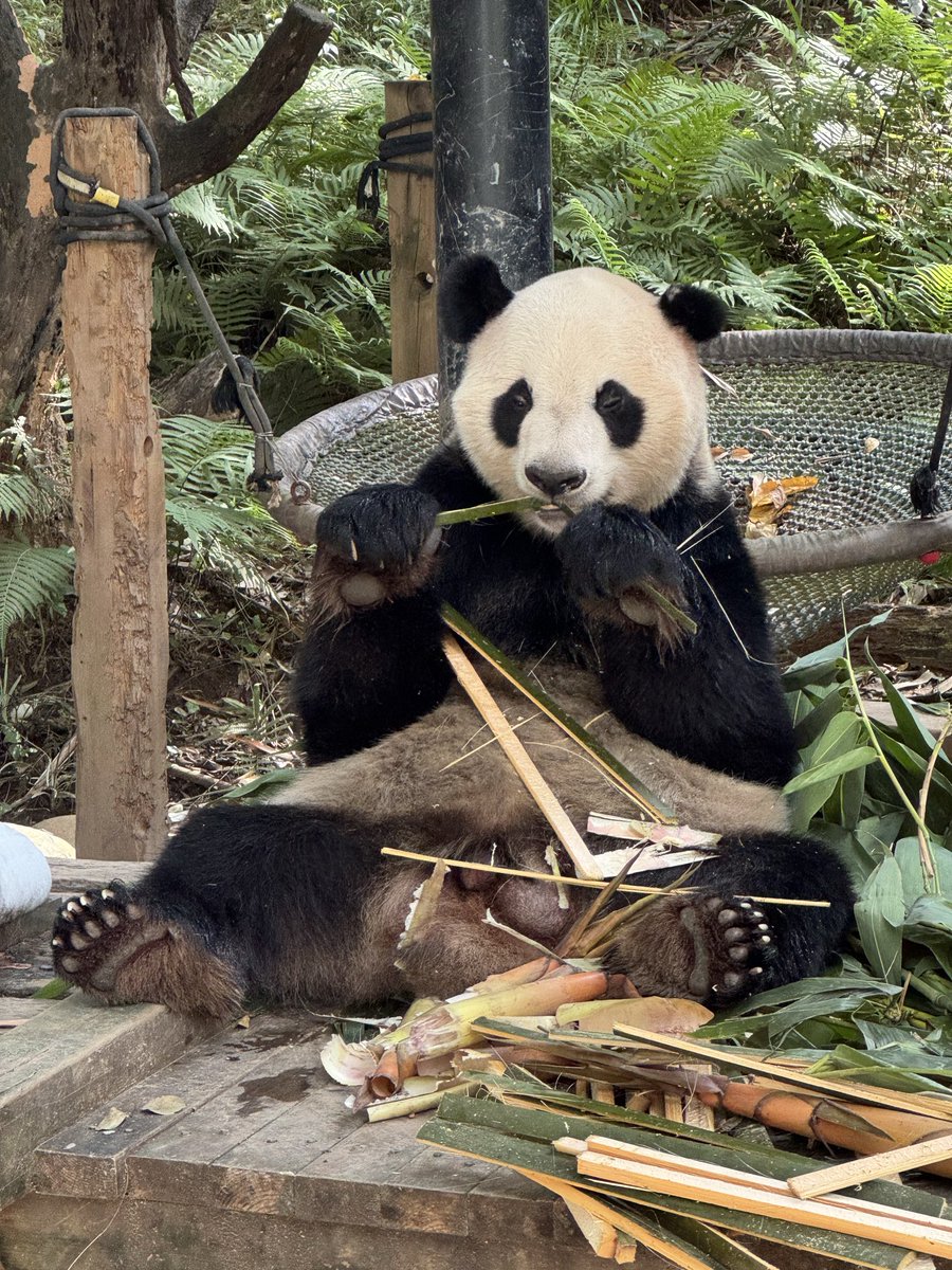 pandas_fr's tweet image. 🐼 🇨🇳 Le mâle Ai Ai (爱爱), 9 ans, ce lundi 20 octobre au parc de #Chimelong.
Lui et son frère jumeau Qin Qin (亲亲) sont nés au parc de Chimelong le 9 octobre 2016.
📸 Jérôme POUILLE / panda.fr