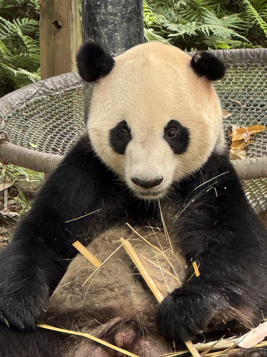 pandas_fr's tweet image. 🐼 🇨🇳 Le mâle Ai Ai (爱爱), 9 ans, ce lundi 20 octobre au parc de #Chimelong.
Lui et son frère jumeau Qin Qin (亲亲) sont nés au parc de Chimelong le 9 octobre 2016.
📸 Jérôme POUILLE / panda.fr