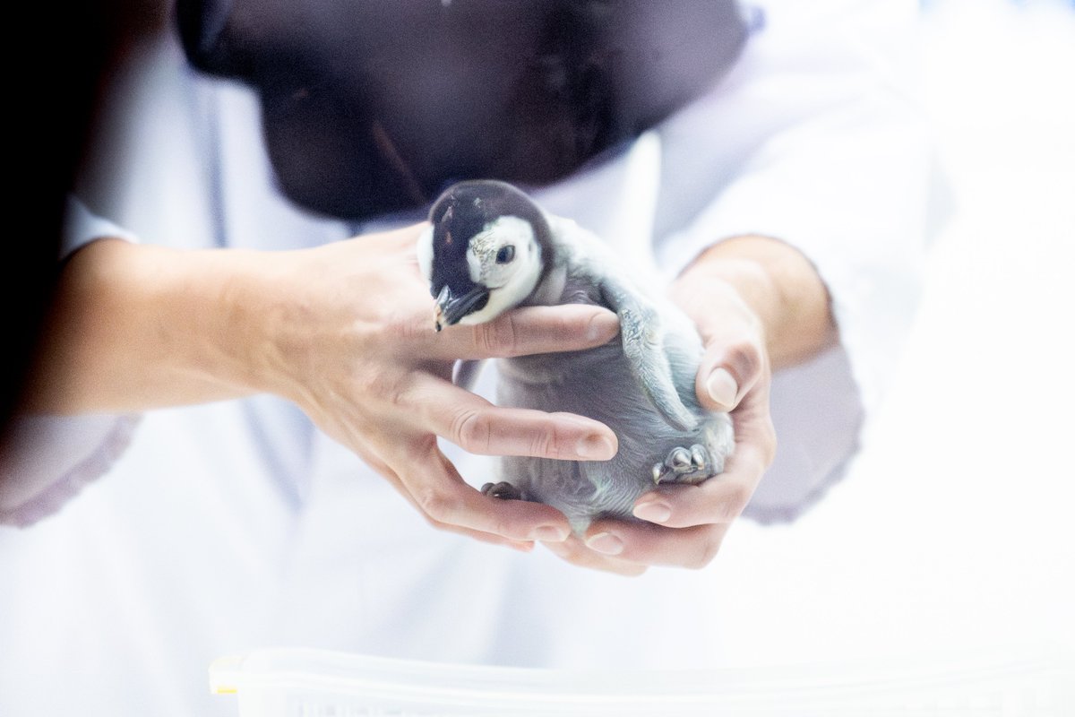 ペンギン様 斑尾 入道Hiyodori 稲光〜青〜 金爪 牙城ブラス 4号