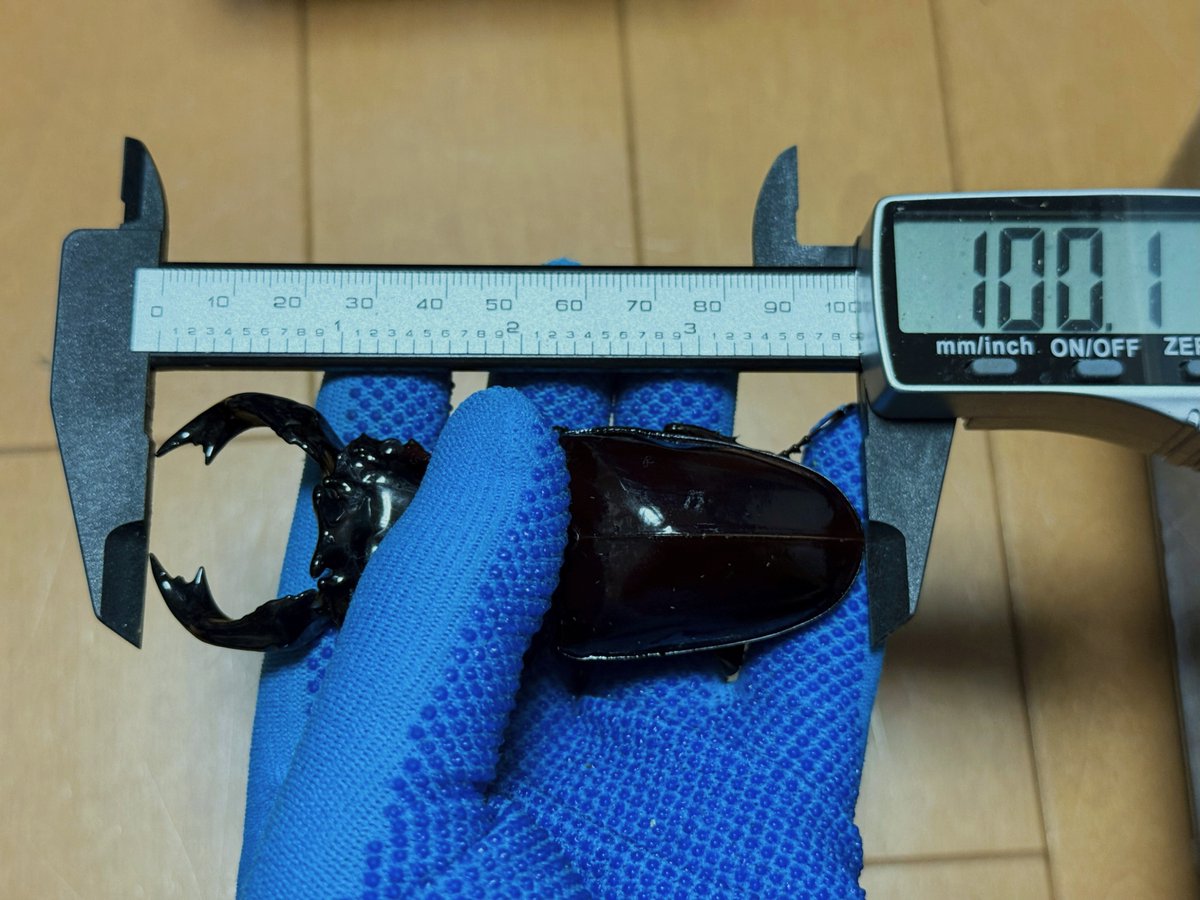 ペコの助吉太郎 (@kiti_pekonosuke) / Posts / X