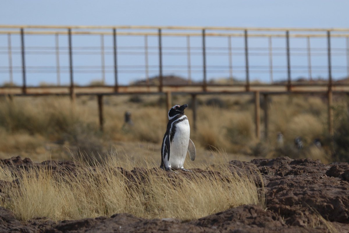 🌊 Del azul profundo del mar a los tonos ocres de la estepa: la Ruta Azul sorprende en cada kilómetro.

#CorazonDeLaPatagonia