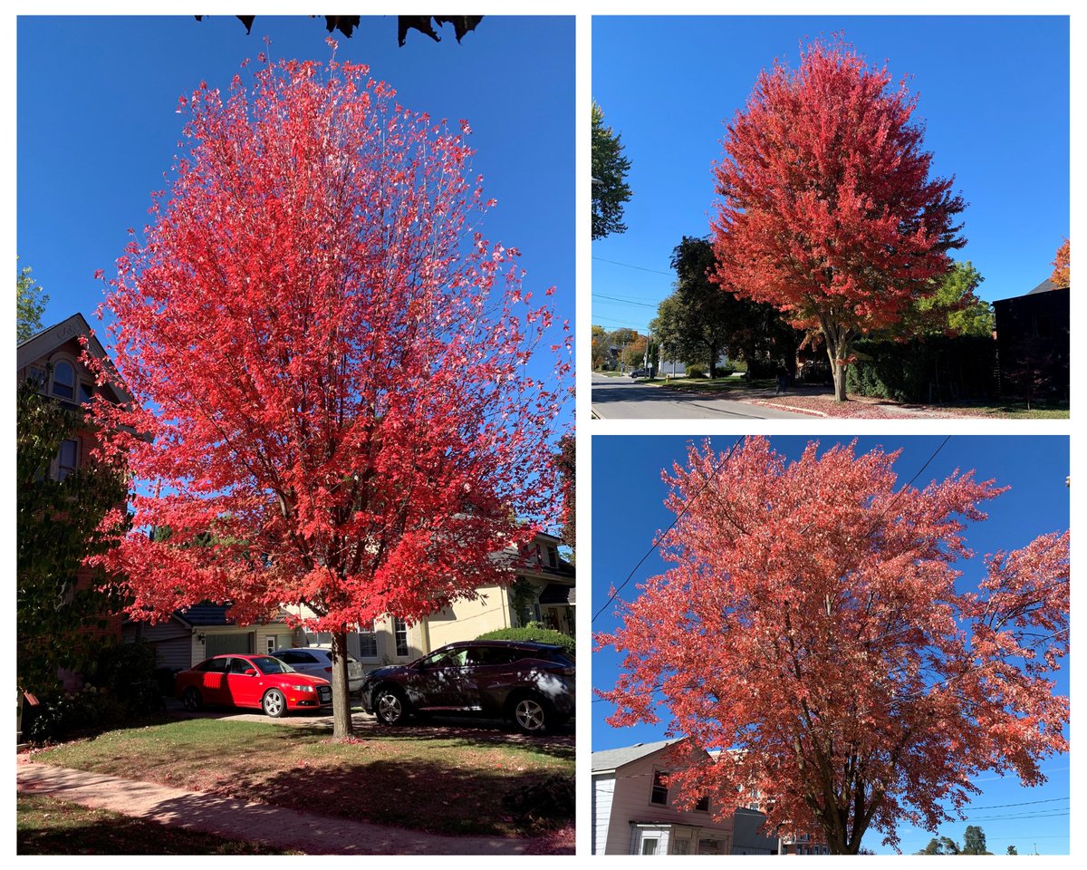 BrianSaunderson's tweet photo. 🍂Fall in Simcoe-Grey🍁
What a weekend! Fall is here with its annual explosion of colour & trees lighting up our neighbourhoods across Simcoe-Grey. Enjoy it while it lasts!
#SimcoeGrey #FallInOntario #AutumnVibes https://t.co/x8ki3DtVvo