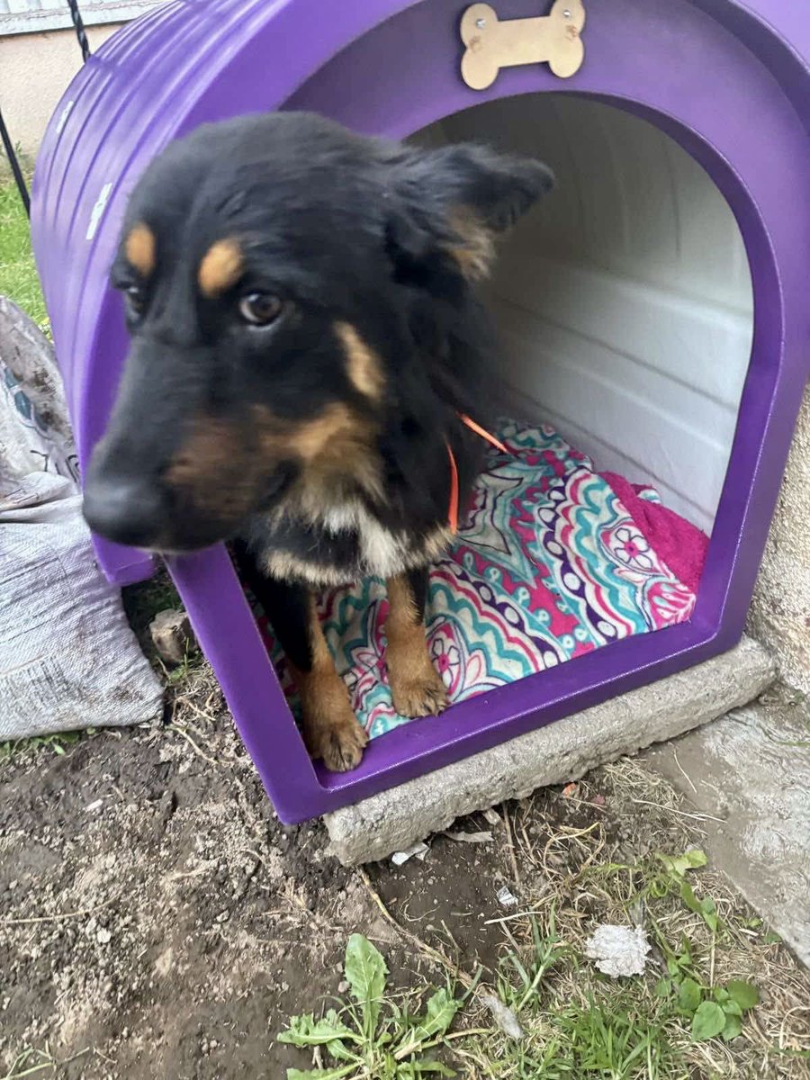 Diego Canales (@mapacherex) on Twitter photo Una vecina curó y esterilizó a este perro de la calle, hasta una casa le compró y los vecinos la amenazan con envenenarlo. Por qué son así? Pinches cavernícolas! 😡 Una vecina curó y esterilizó a este perro de la calle, hasta una casa le compró y los vecinos la amenazan con envenenarlo. Por qué son así? Pinches cavernícolas! 😡