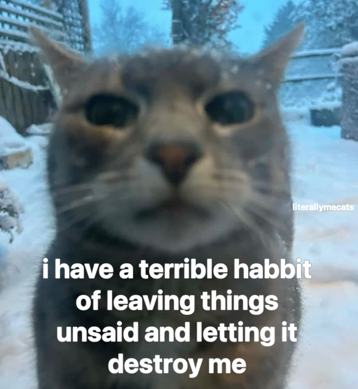 LiterallyMeCats (@literallymecats) on Twitter photo 