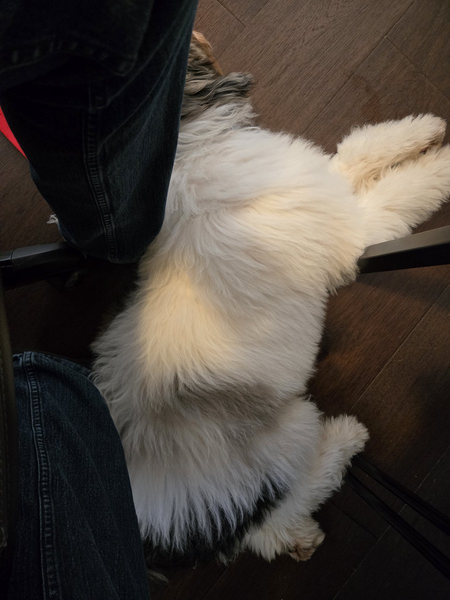 Byte_Sized_Blog's tweet image. Work from home day = work with puppy day