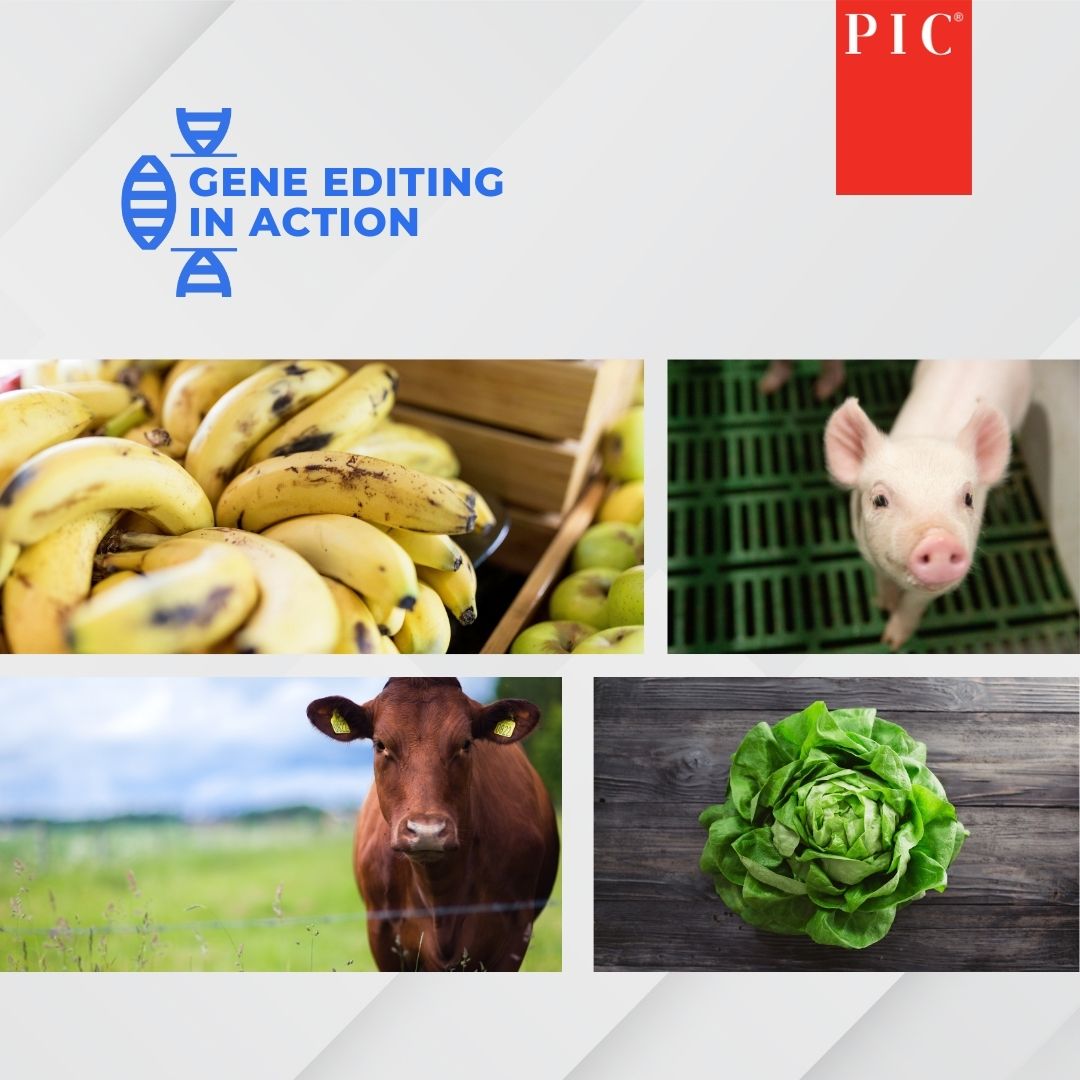 Why are we talking about gene editing?

Because it’s one of the most important innovations shaping the future of agriculture, food and human health.

At PIC, we believe in its potential: our FDA-approved gene edit breeds pigs that are resistant to PRRS, one of the industry’s