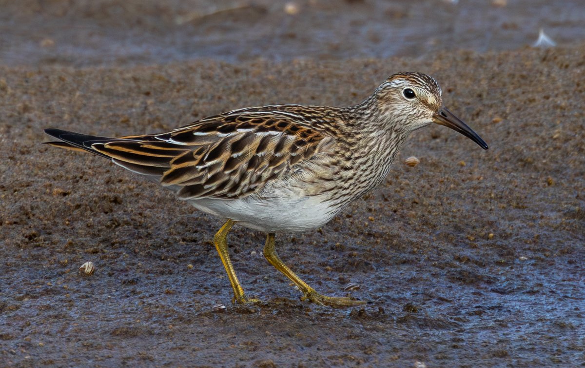 PECTORAL SANDPIPER - Easington on the 15th