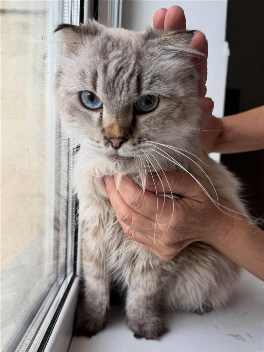 Маркиз ищет дом Москва/МО

У Маркиза умерла хозяйка и родственники выставили его в подъезд, мы нашли передержку и забрали котика. 
Маркизу 5 лет, вес около 7 кг, кастрирован, опасных инфекций нет, обработан от паразитов, к лотку приучен. 

Спокойный и скромный кот с очень милым