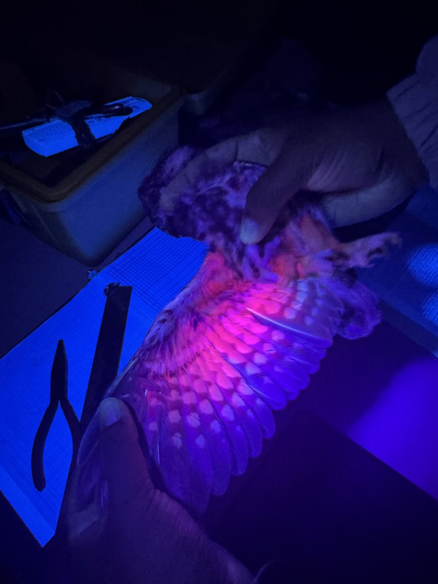 Science Cowboy 🦉 tweet media