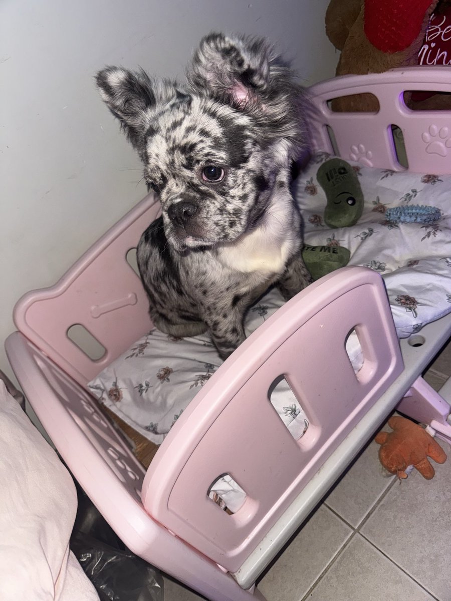 Syris Replurzy ⚡️ tweet media