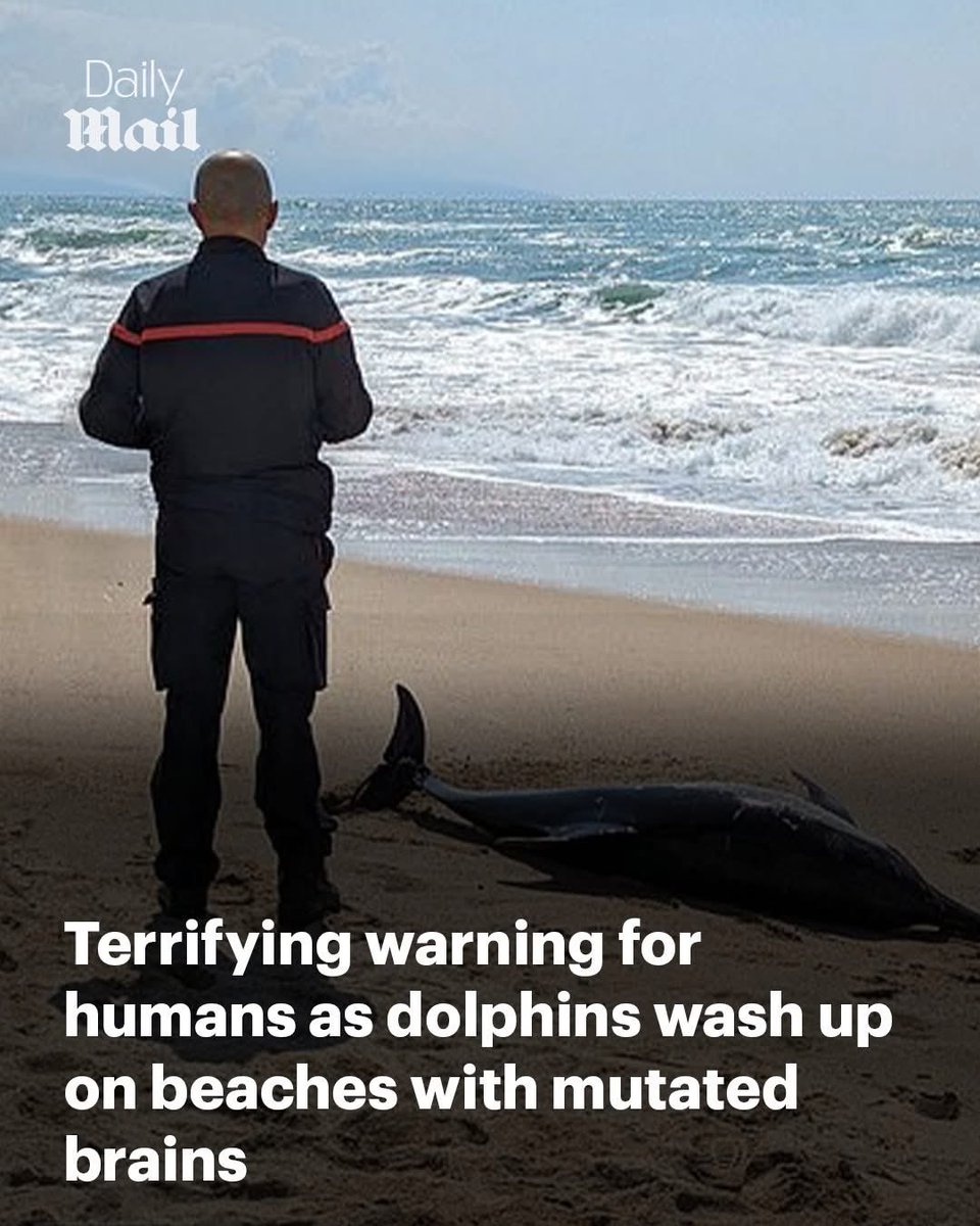 Scientists have uncovered a disturbing link between stranded dolphins and a toxin known to trigger Alzheimer's-like brain damage, which could have implications for millions of people along the US coast. 

Researchers examined 20 dolphins that washed up along Florida's Indian