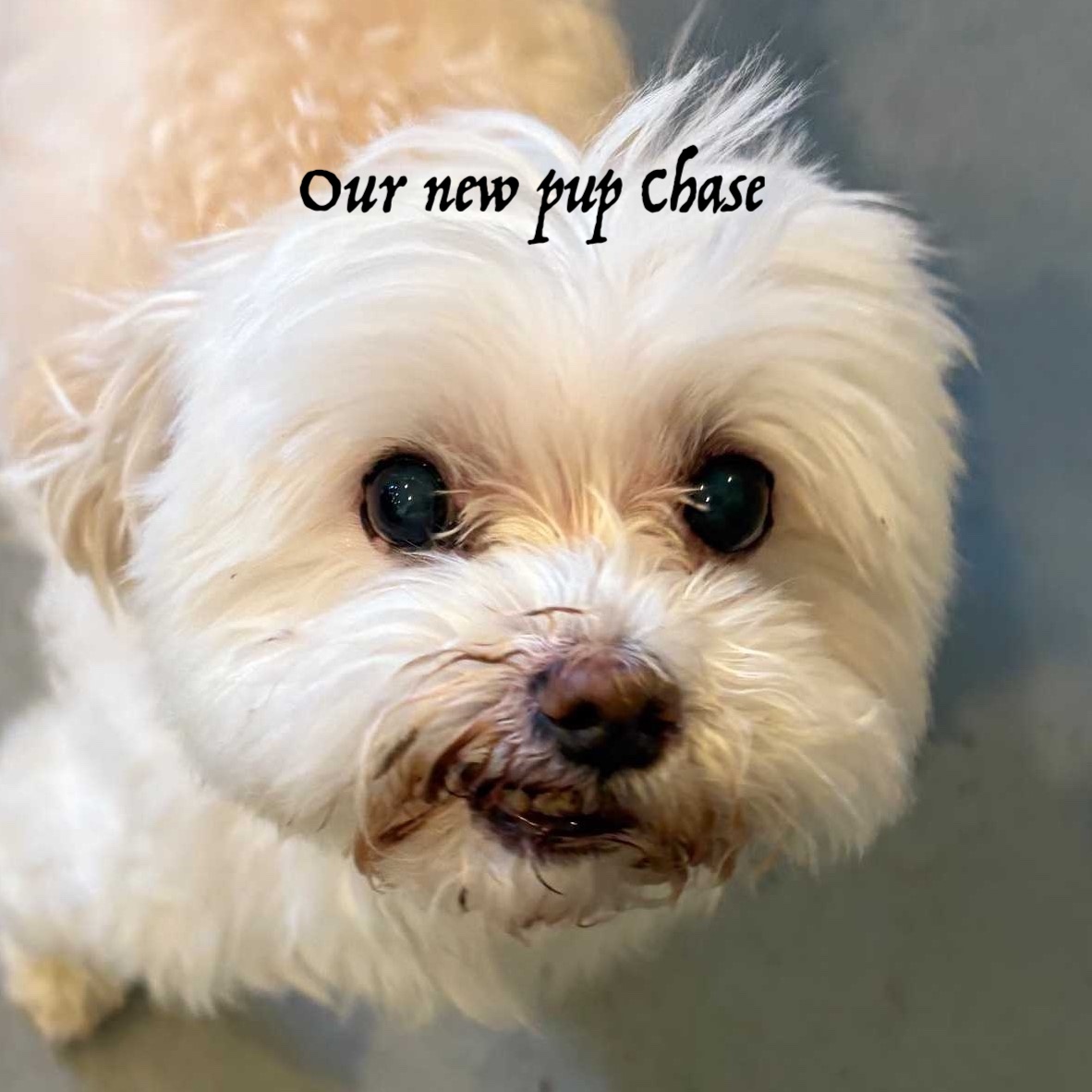 City Dogs tweet media