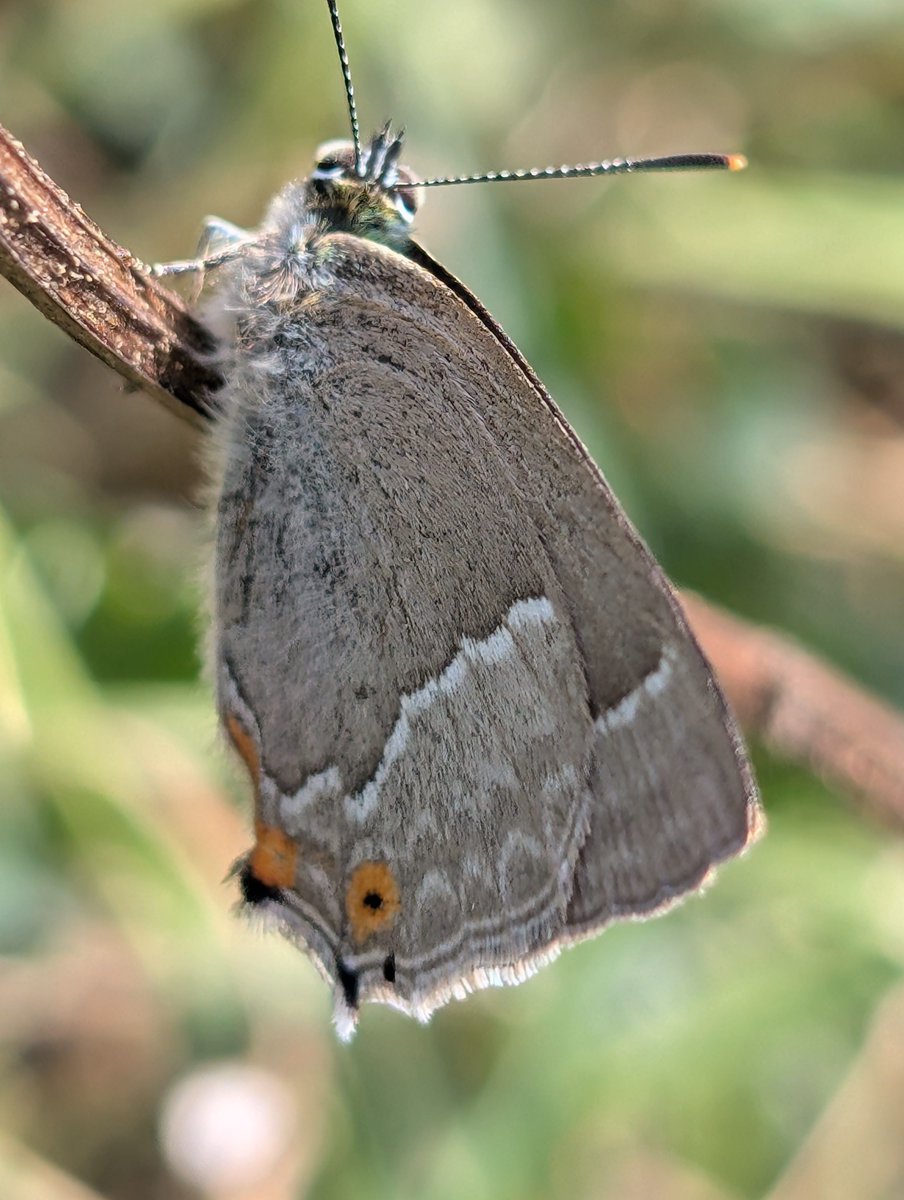 Thank you to Jenny Waziak for brightening up a rather drab day by sending us images of her butterfly year. #savebutterflies