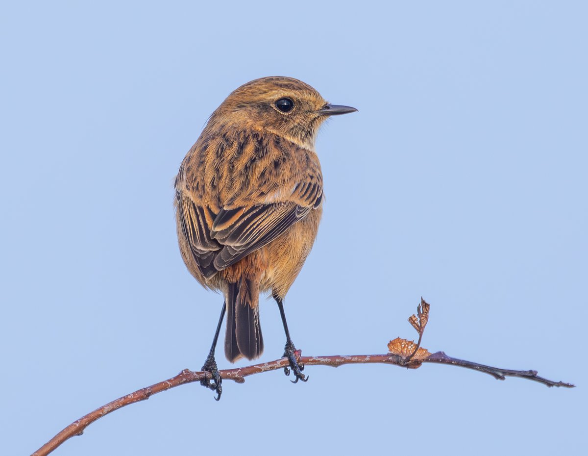 STONECHAT - Spurn