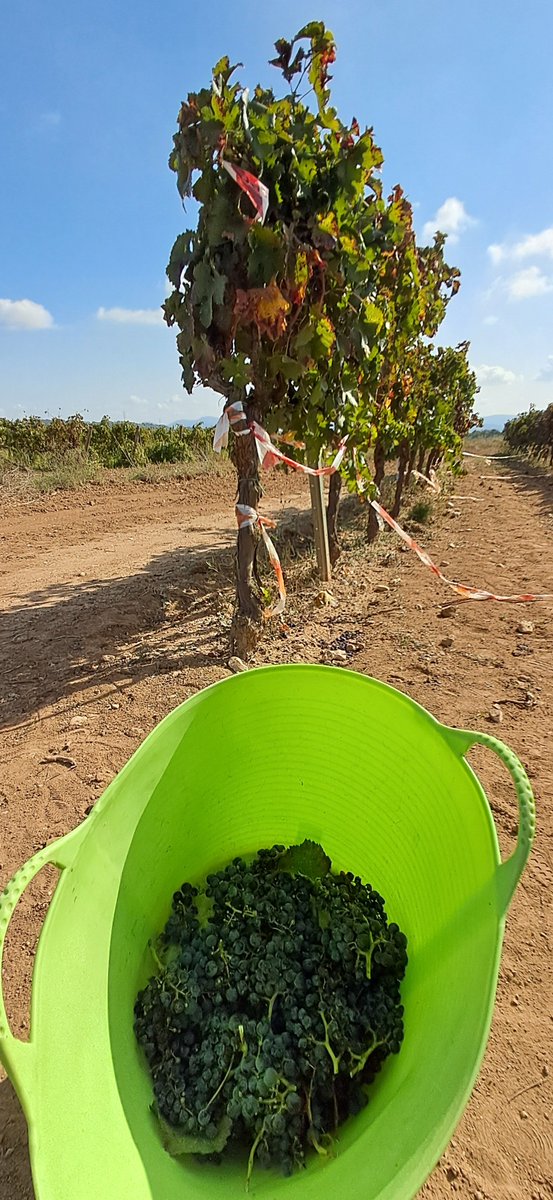 Anem de #verema i fem most.
#cicleinicialprimaria
#medinatural
#descoberta
#experimentacio