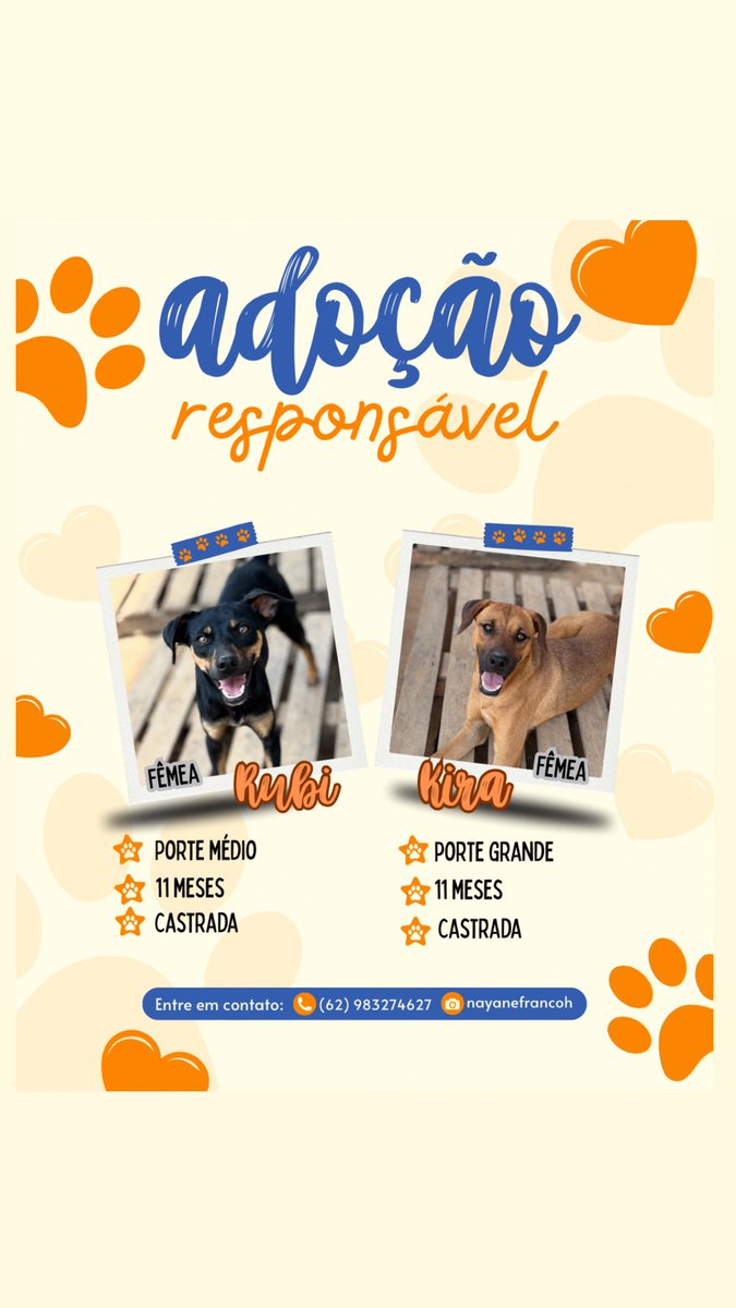 Adoção responsável:

Doguinhas fêmeas castradas
Goiânia e região, levo até vc ✨