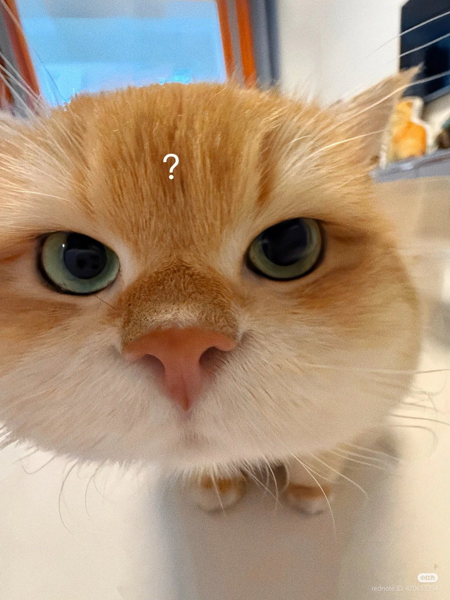 nocontextscats's tweet image. ?