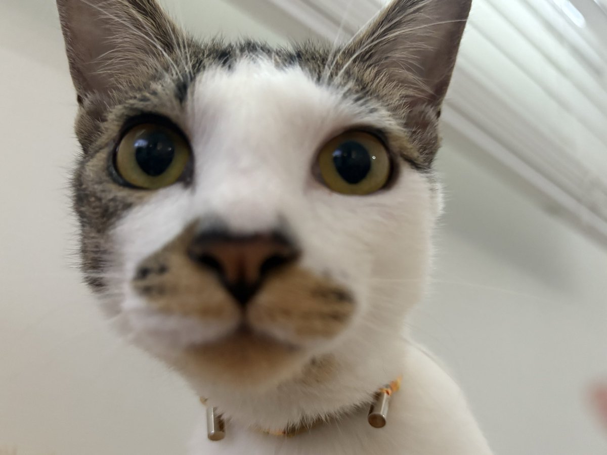 콜롬보 사진으로 중화~ 🩷🪽🫶