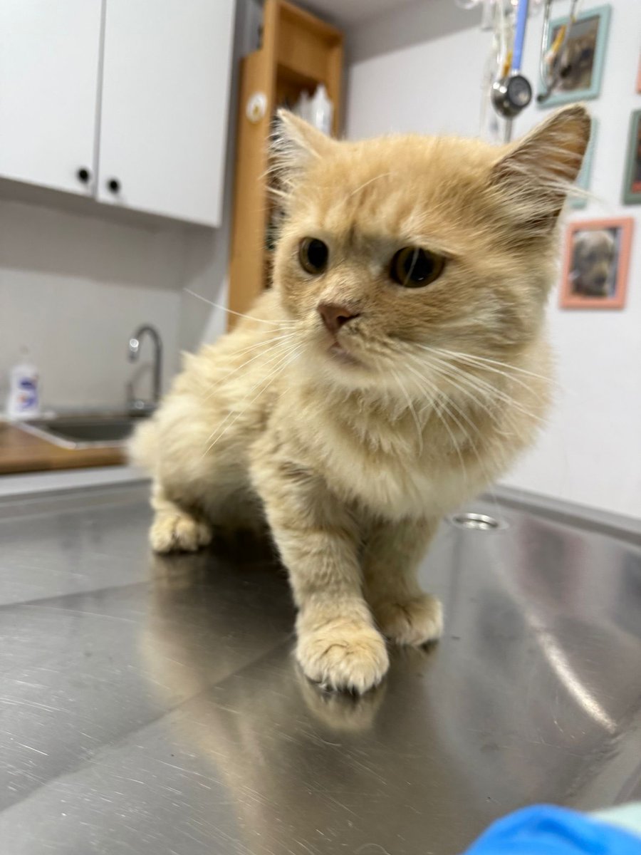 Ctesi gitti evden geri dönüyor. Vet. eklemleri için destek kullanmalısınız ve enfeksiyonu var demiş. Defolu ürün gönderdiğim için iade etmeye karar vermiş onlar da 😇
Tekrar yuva arıyoruz, 4yaşında kısır erkek. İSTANBUL