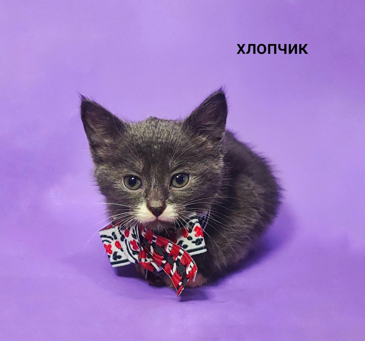 true_dadi's tweet image. #Луцьк
шукаю дім для цих чудових кошенят. їм майже три місяці, вони дуже грайливі й веселі. мурчать, та лащаться.
не перебірливі в їжі. ходять на лоток. граються з іграшками.
мама в них вулична, але вони народилися в квартирі. оброблені від бліх.
до людей звикли, пишіть🙏❤️