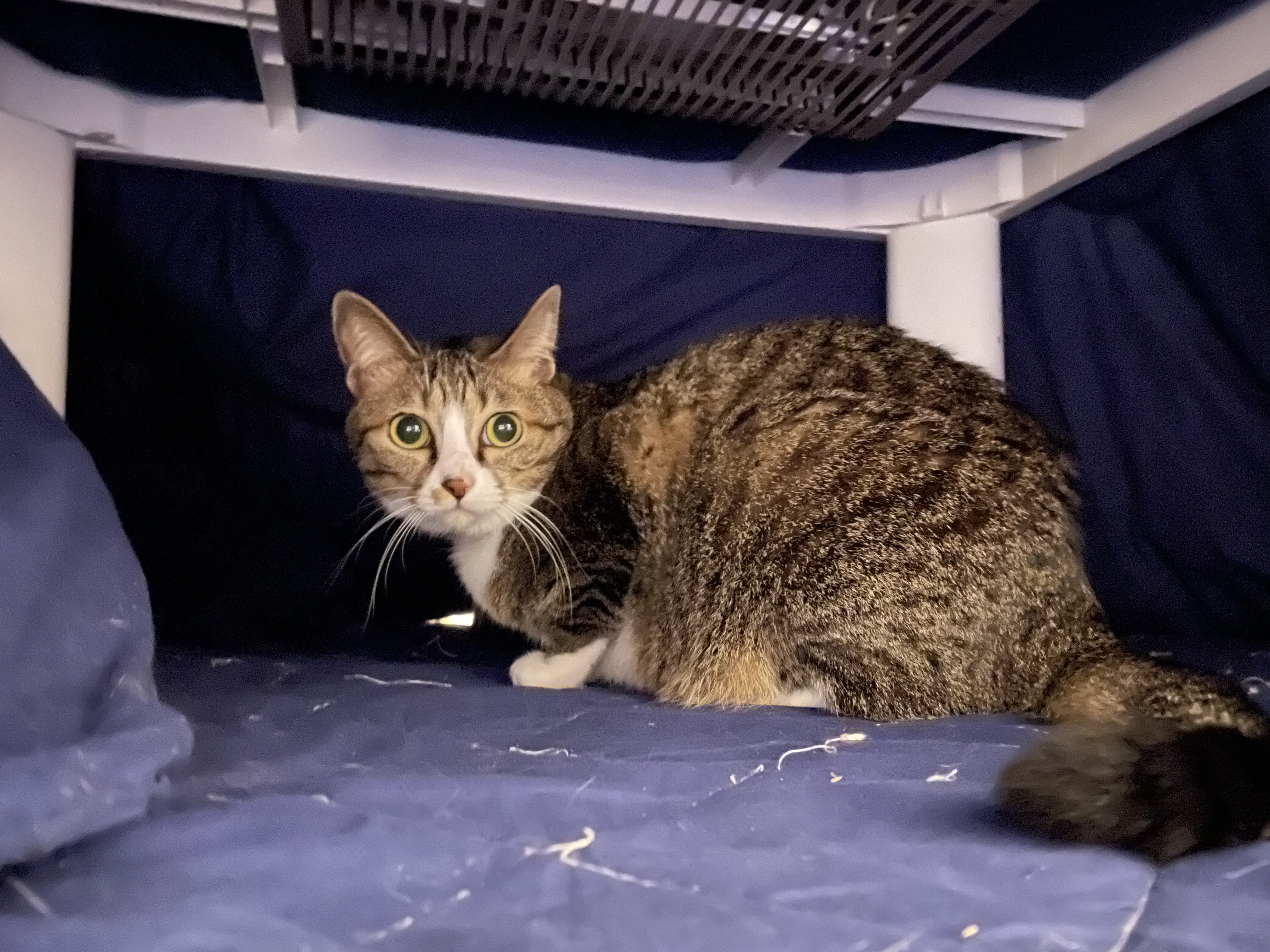 にゃんちくだいすきくらぶ on X: 