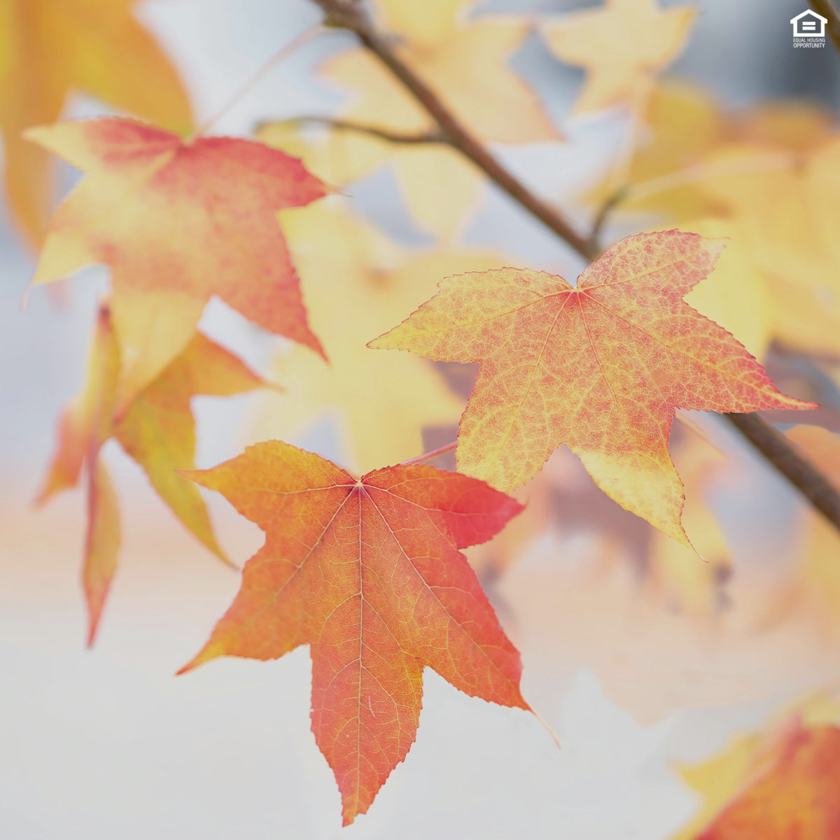 PointOWoodsofMS's tweet image. Crisp air, cozy vibes and scenic walks await! ⛅️🍂 Take a stroll around the property and enjoy the crisp breeze and colorful leaves right outside your door. 🧡