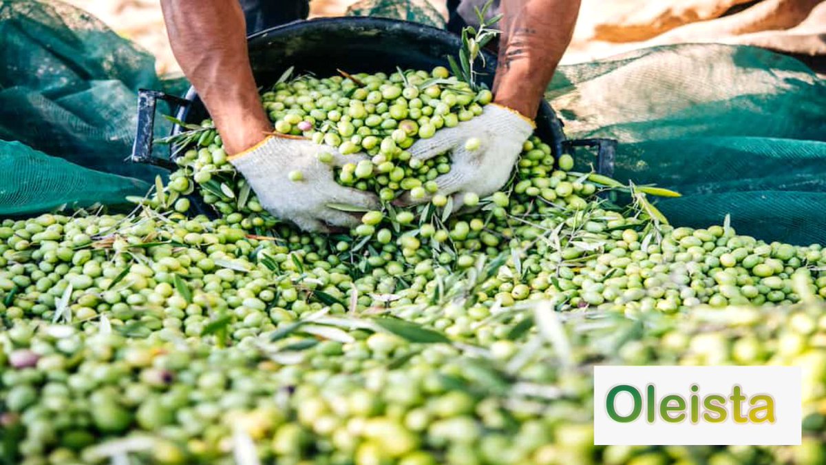 OLEISTASL's tweet photo. ¿Cuál es el mejor momento para recoger la aceituna? Ante esta pregunta siempre decimos lo mismo...

DEPENDE.

Y si quieres tomar mejores decisiones, te aconsejo que me sigas.

Y le eches un vistazo a nuestra web https://t.co/tZn13Ys5on https://t.co/FSY9mVUqlQ