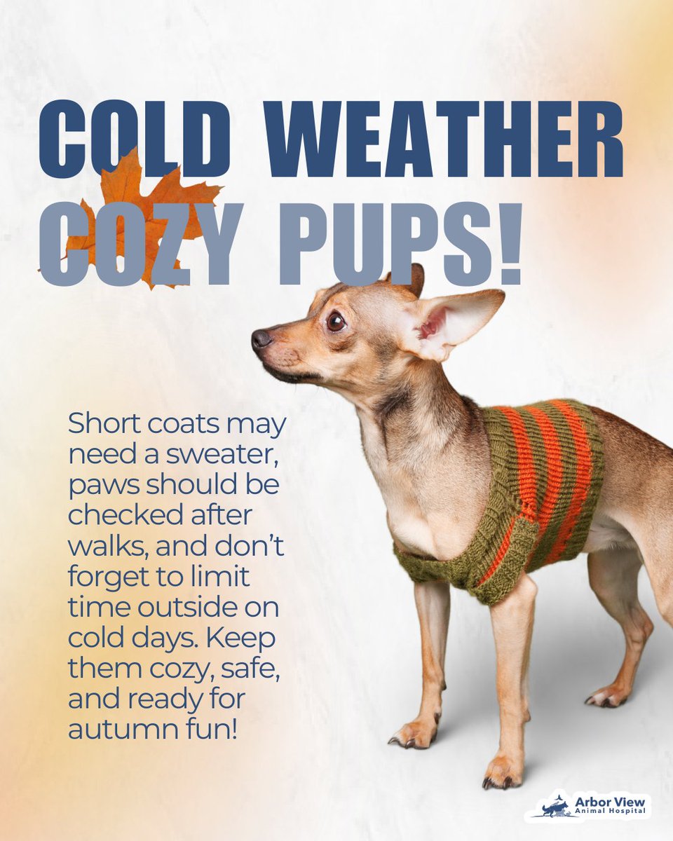 ArborViewAH's tweet image. As the temps drop, keep your dog safe and snug this fall! 🧣🐶 Short-haired pups may need sweaters, paws need protection from chilly ground, and always keep outdoor time in check.

#ColdWeatherPets #CozyPup #FallPetCare