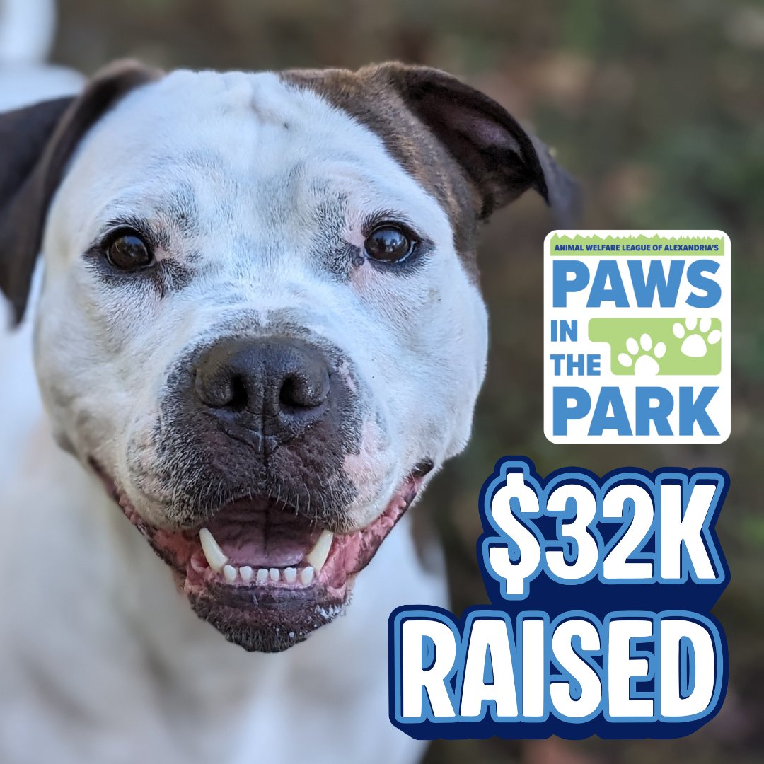 AlexAnimals's tweet photo. Nova is ALL smiles after seeing the Paws in the Park silent auction raised $32,350! ππ©΅πΎ
We can't thank you enough for helping make this year's silent auction a HUGE success! Not only did we crush our original goal, we more than doubled it. π
#alexanimals #PawsintheParkVa https://t.co/3aRSbLVB78
