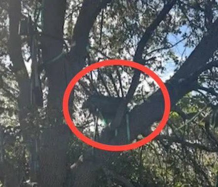 Last week I went to the White House and told the President that the next target of left-wing assassination is likely sitting around the table 

Today a sniper’s nest was found pointing at Air Force One